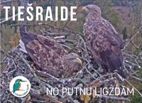 dabasdati.ornitho.lv