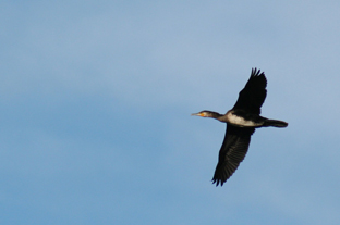 https://cdnfiles2.biolovision.net/franche-comte.lpo.fr/userfiles/images/Grand_cormoran2_Anne-Cecile_Normand.JPG