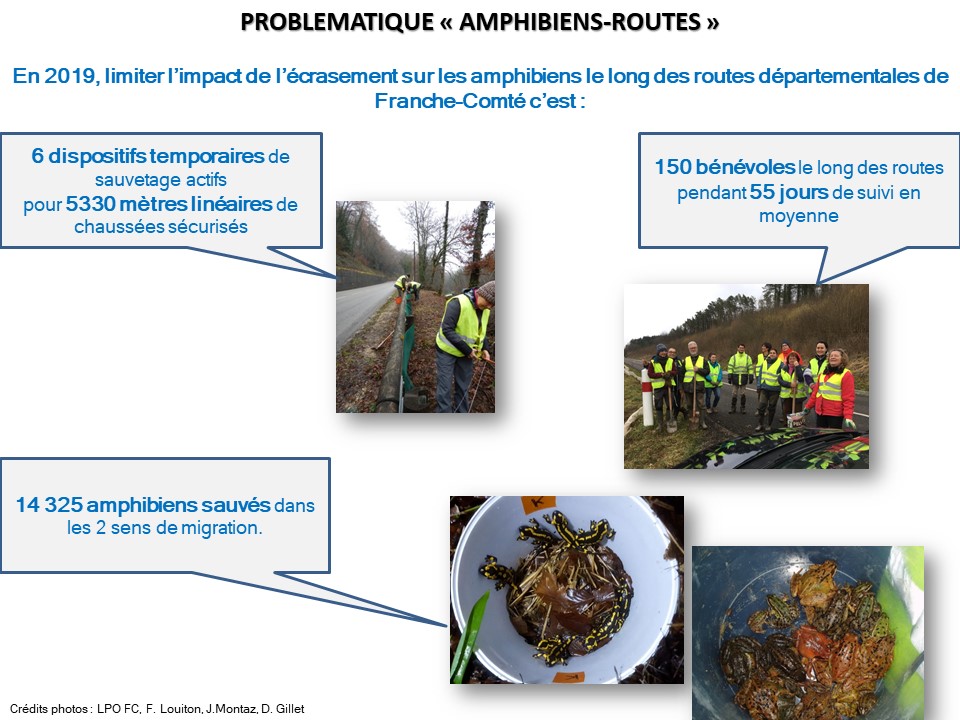 https://cdnfiles2.biolovision.net/franche-comte.lpo.fr/userfiles/proteger/AmphibiensRoutes/Bilan2019actionssauvetagerteamphFCVDec2019.jpg