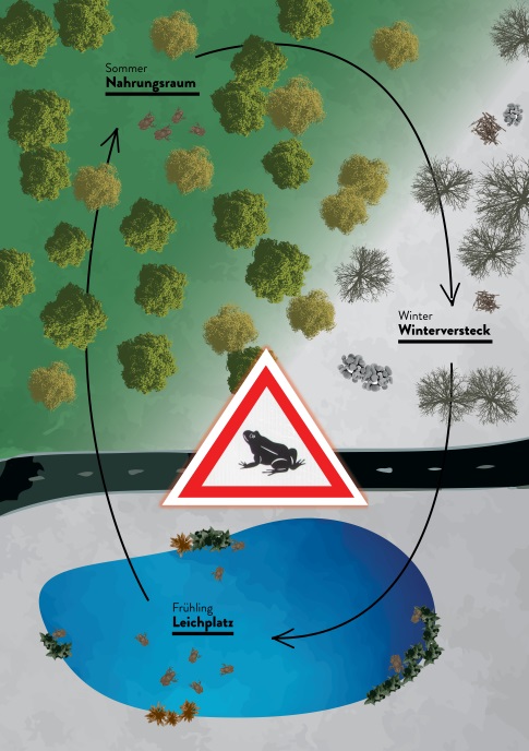 https://cdnfiles2.biolovision.net/franche-comte.lpo.fr/userfiles/proteger/AmphibiensRoutes/SchmaTypeMigrationamphibiensKARCH.jpg