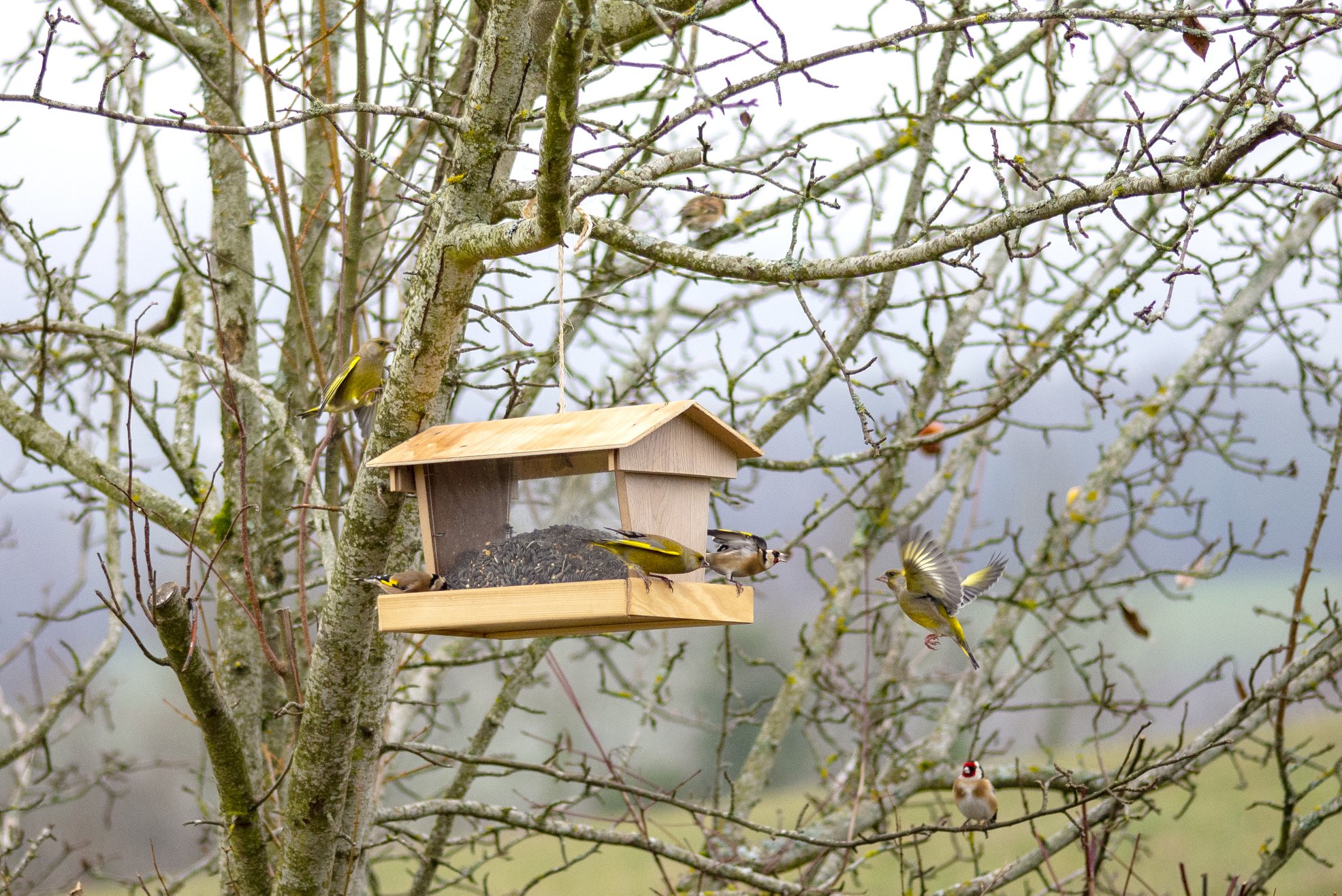 Des refuges pour les oiseaux pendant l'hiver