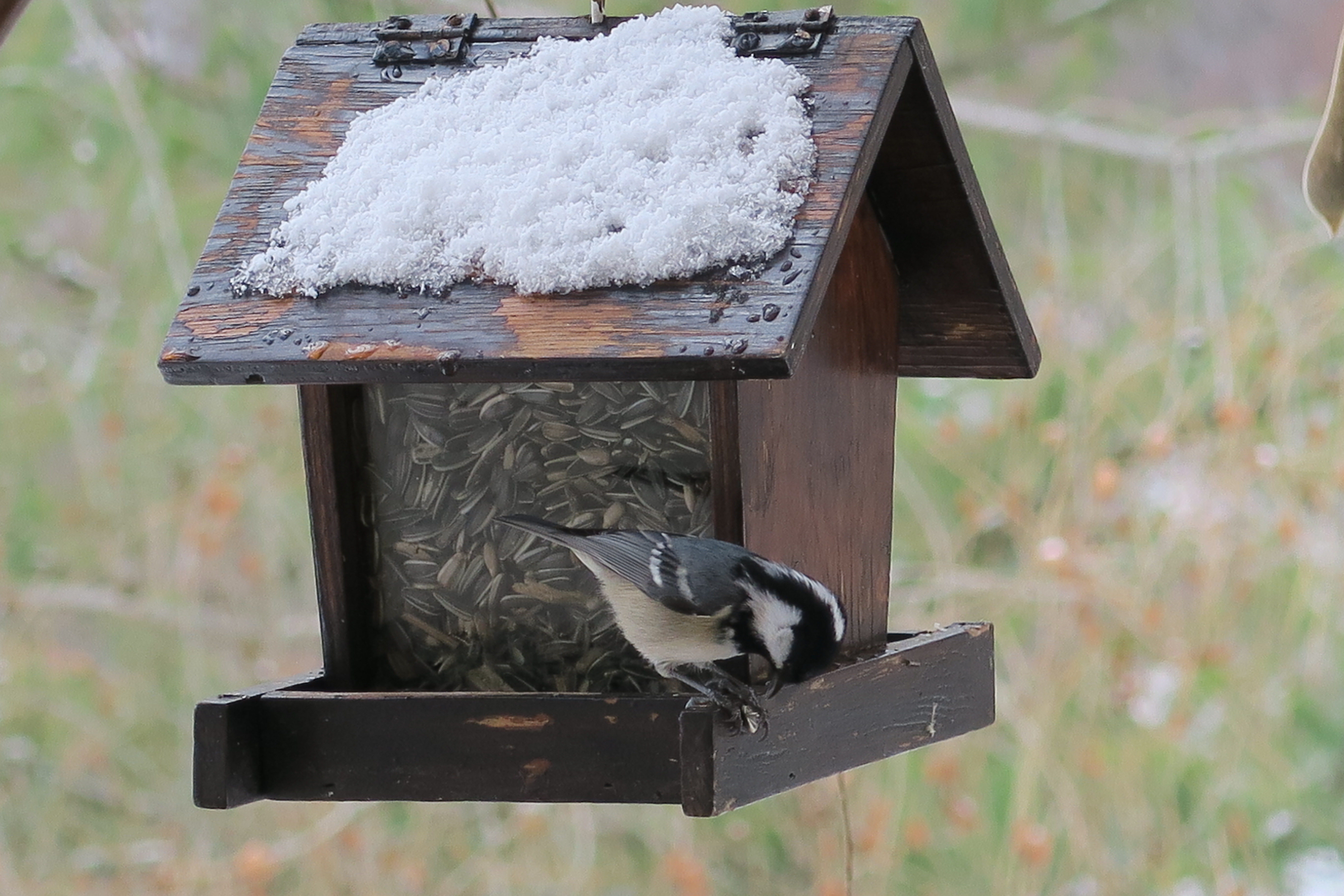 Nourrir les oiseaux en hiver 