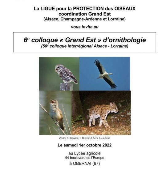 Coccinelle à sept points - LPO (Ligue pour la Protection des Oiseaux) -  Agir pour la biodiversité