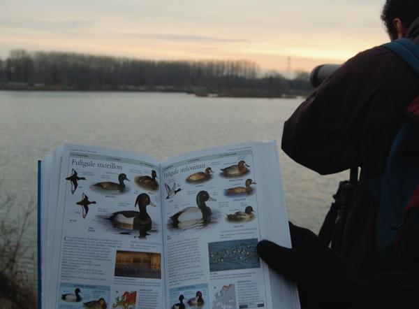 https://cdnfiles2.biolovision.net/www.faune-alsace.org/userfiles/modeemploi/wetlands/wetlands.jpg