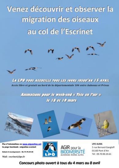 Fouine - LPO (Ligue pour la Protection des Oiseaux) - Agir pour la  biodiversité