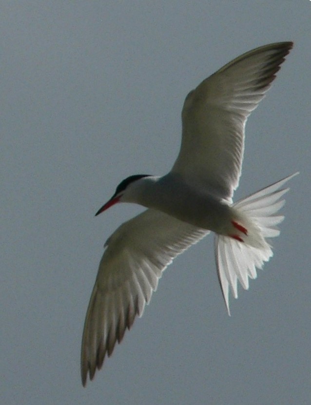 https://cdnfiles2.biolovision.net/www.faune-auvergne.org/userfiles/SUIVISTERNES/STEHIRregemortes27mai20102.jpg