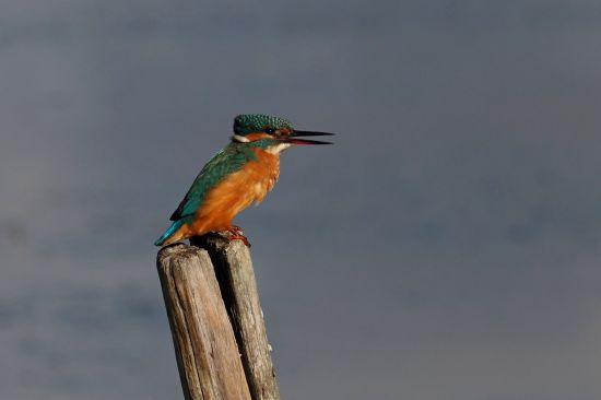 rencontres ornithologiques bretonnes