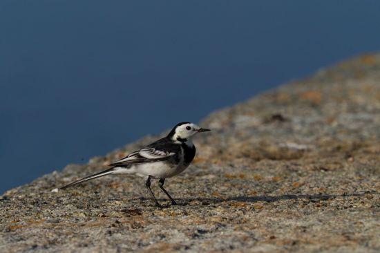 Bilan De La Saison De Reproduction Des Oiseaux Marins En Bretagne