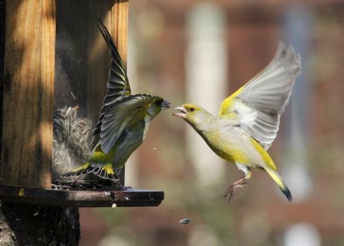 Picardie Nature - Mangeoires à oiseaux : les bonnes pratiques à adopter