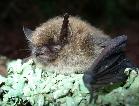 L'été de la chauve-souris par Parc naturel régional Médoc