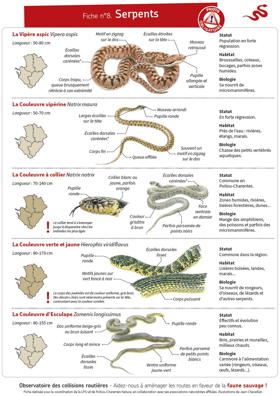 Expos Sur Les Serpents Cm2 Expos Sur Les Serpents Pdf PBCYJ