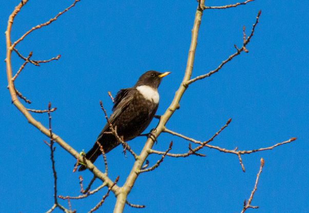 L'observation des oiseaux comme activité en période de confinement