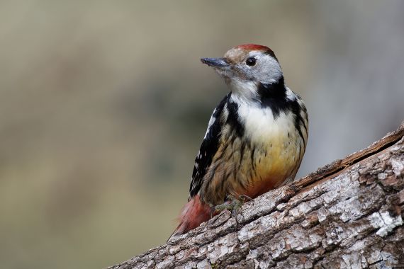 Pic_marAlain_FoucletOK-6213.jpg