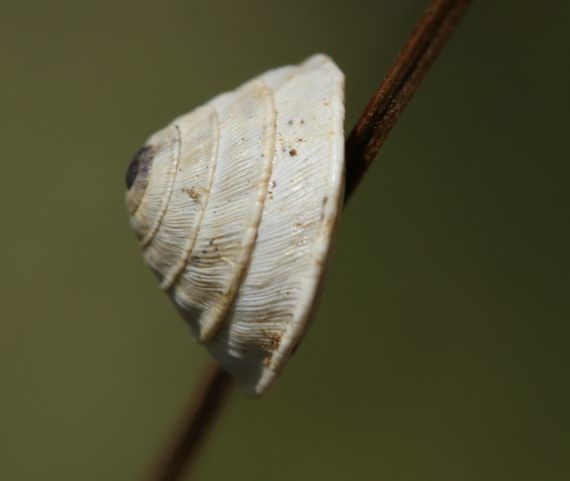 Trochoidea_elegansPJ-4088.jpg