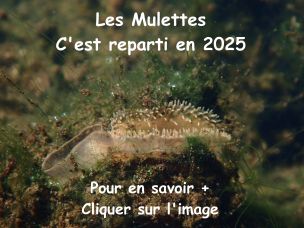 www.faune-deux-sevres.org