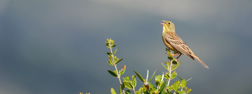Valorisez vos travaux ornithologiques au CFO