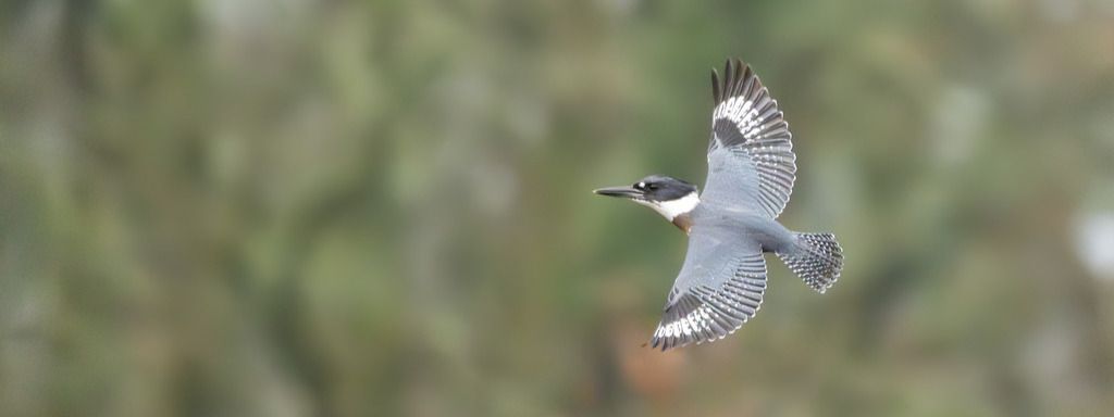 Le Martin-pêcheur d'Amérique fait le buzz !
