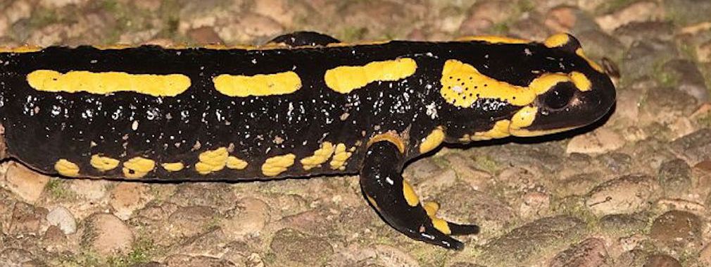 Octobre, le mois de la Salamandre