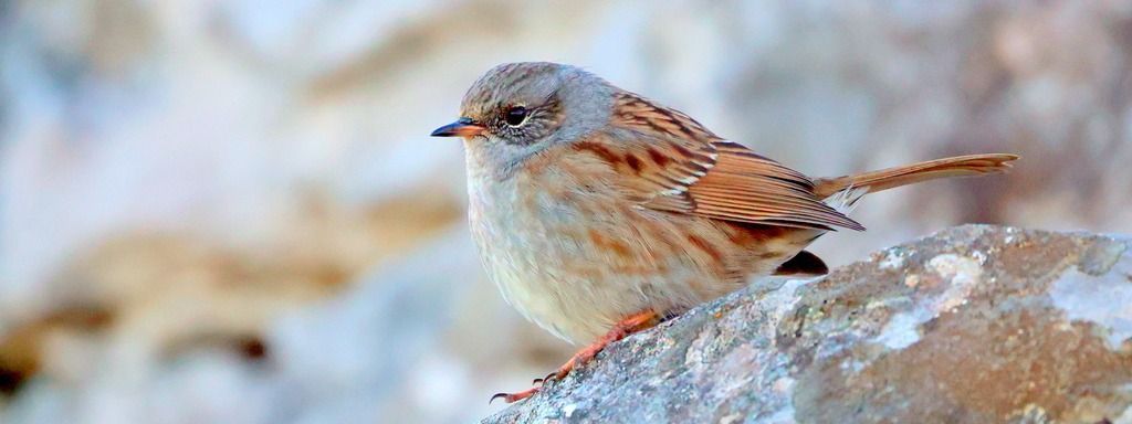 Du 01 au 31/12 : Suivi Hivernal des Oiseaux Communs (SHOC)