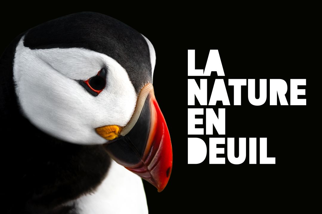 La nature en deuil