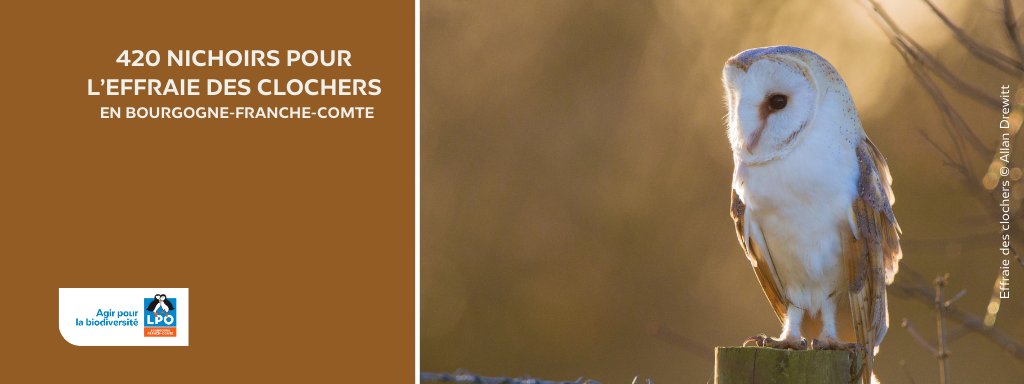 Aidons les chouettes avec un don