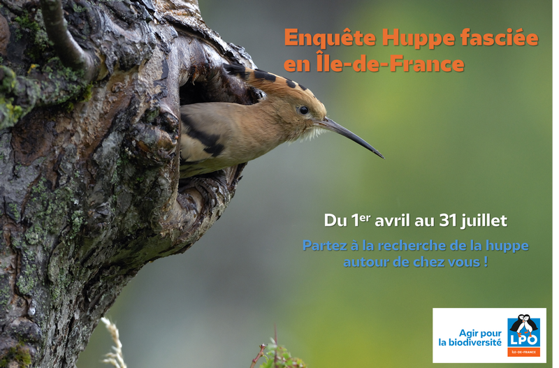 Enquête Huppe