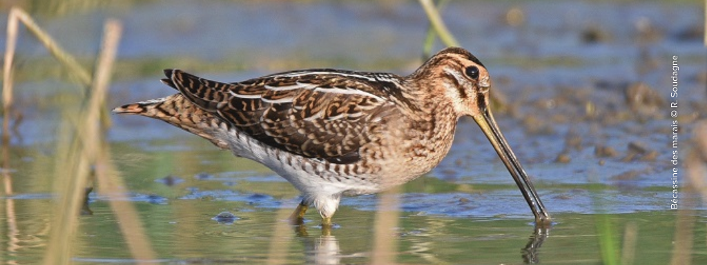 du 15 avril au 15 mai participez au suivi de cette espèce nicheuse rare et menacée