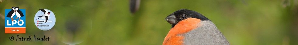 Bienvenue sur le nouveau site Faune Maine