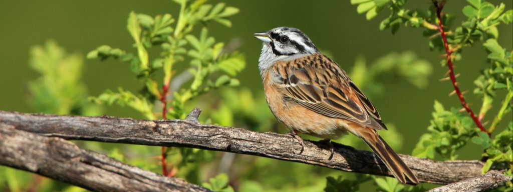 Carte de répartition du Bruant fou 
