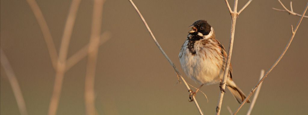Apéro-Faune : La clé des chants - Lundi 1er décembre à 18h