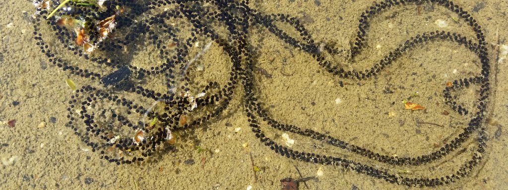 Chapelets de Calamites