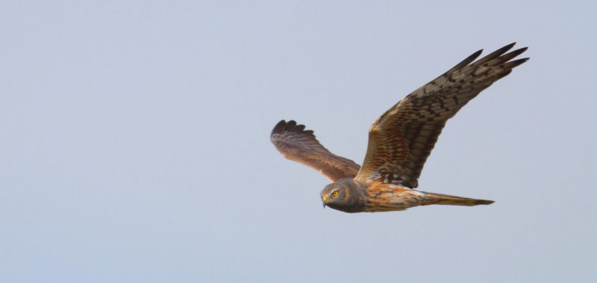Participez à l'enquête rapaces !