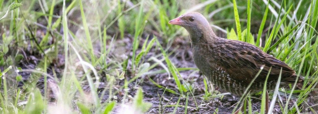 Rencontres Faune-PACA 2025