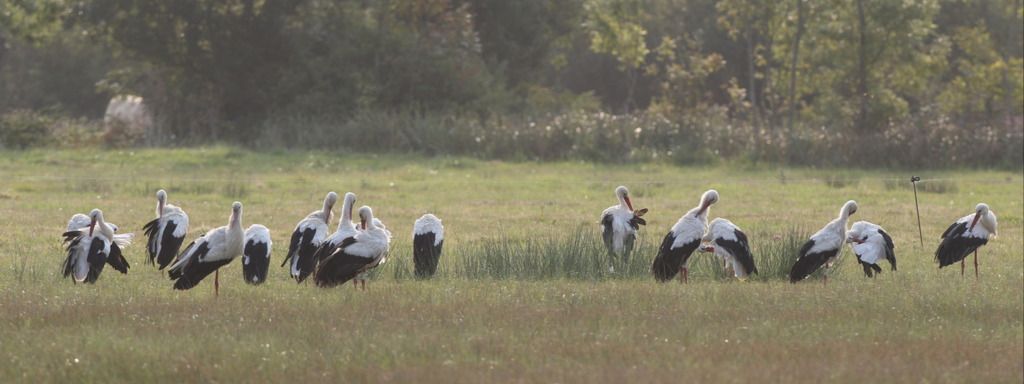 La Migration des Cigognes blanches 