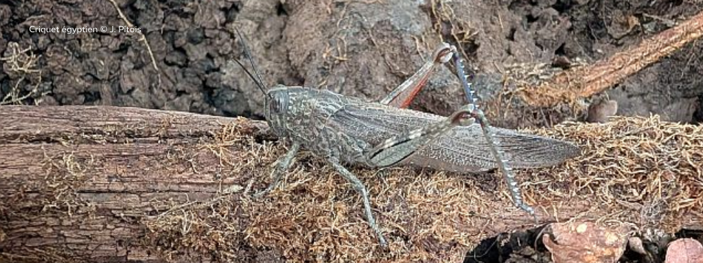 1ère donnée pour la Nièvre et 3ème pour la BFC : merci Johann !