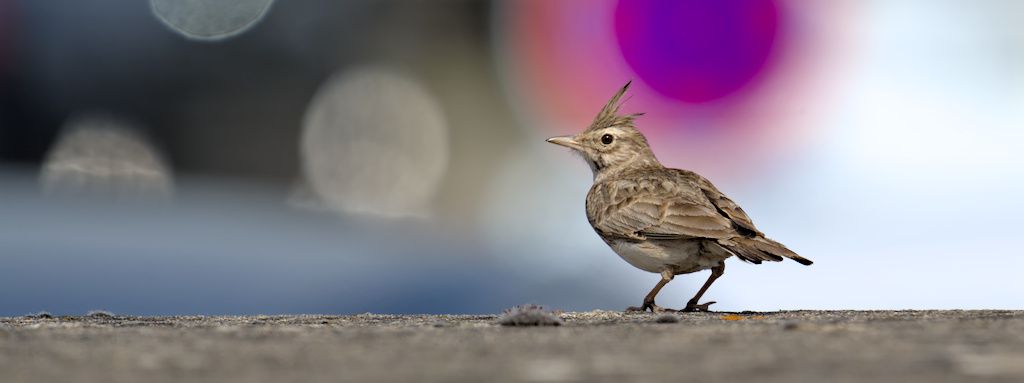 Sortie Cochevis huppé 12 avril autour de Colmar (68)