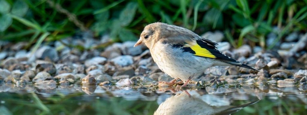 Des abreuvoirs pour la faune sauvage