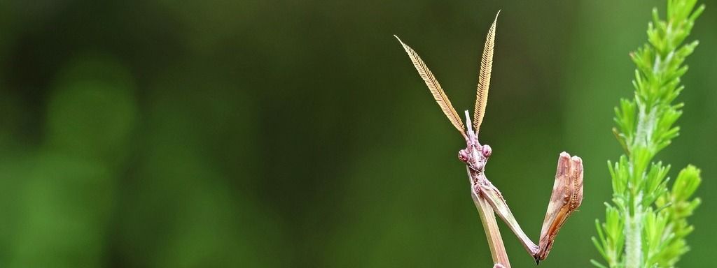 A la recherche de l'Empuse pennée
