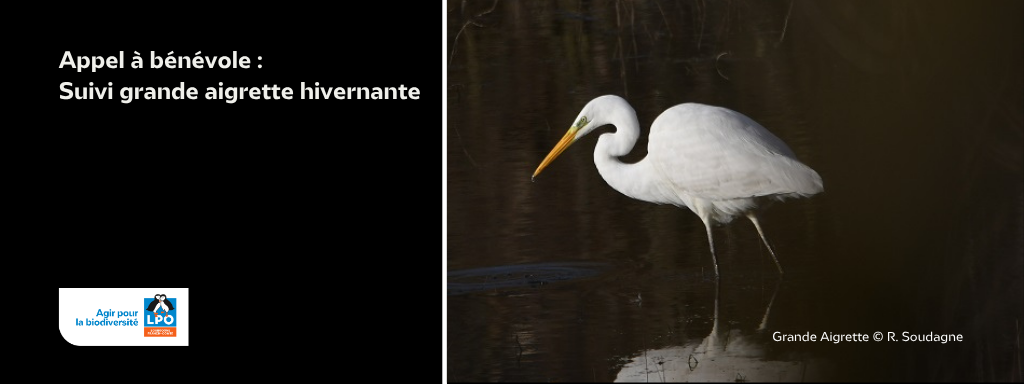 Enquête BFC Grande Aigrette hivernante