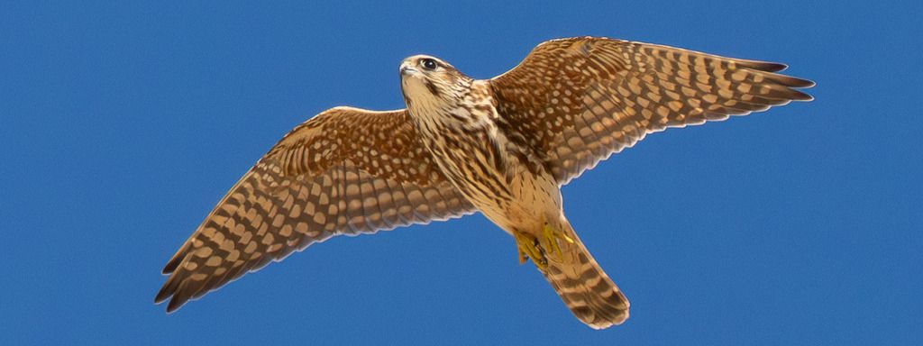 Faucon ... fasse des listes - mais pourquoi ?