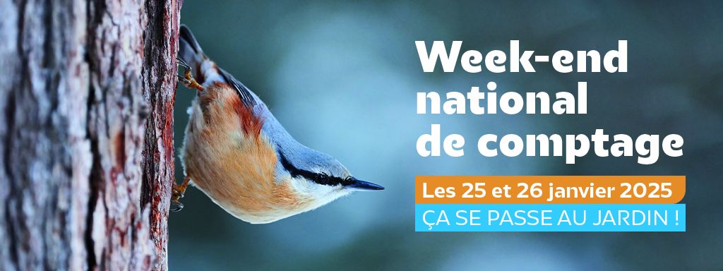Comptage oiseaux des jardins 25-26 janvier 2025