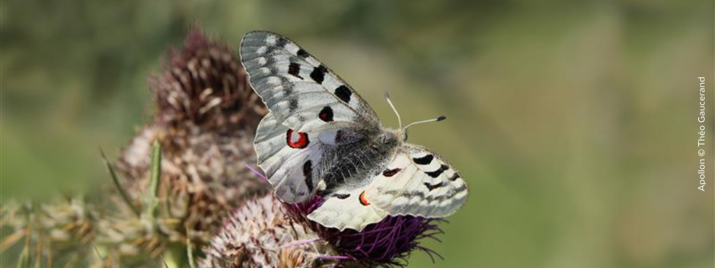 Faune-BFC Infos : nouveau numéro à découvrir !