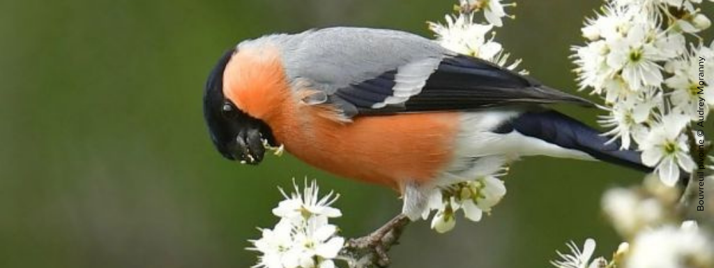 Suivez Faune-France sur Instagram