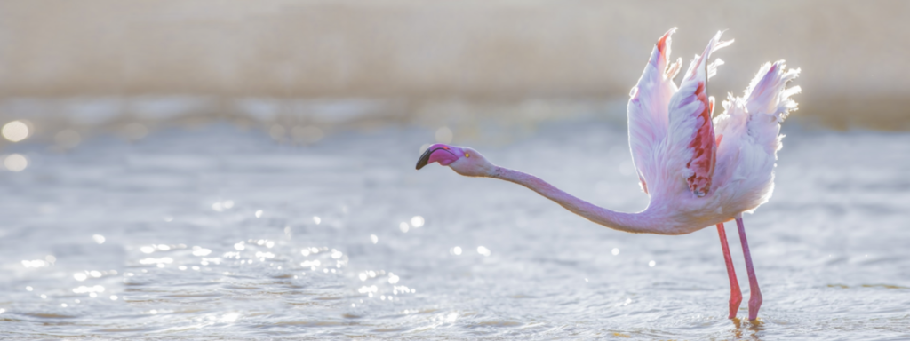 150 millions de données sur Faune-France !