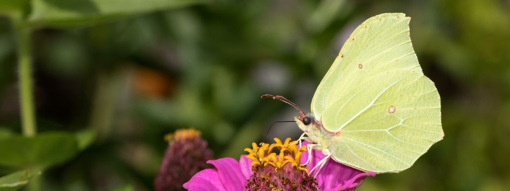 Suivez Faune-France sur Facebook