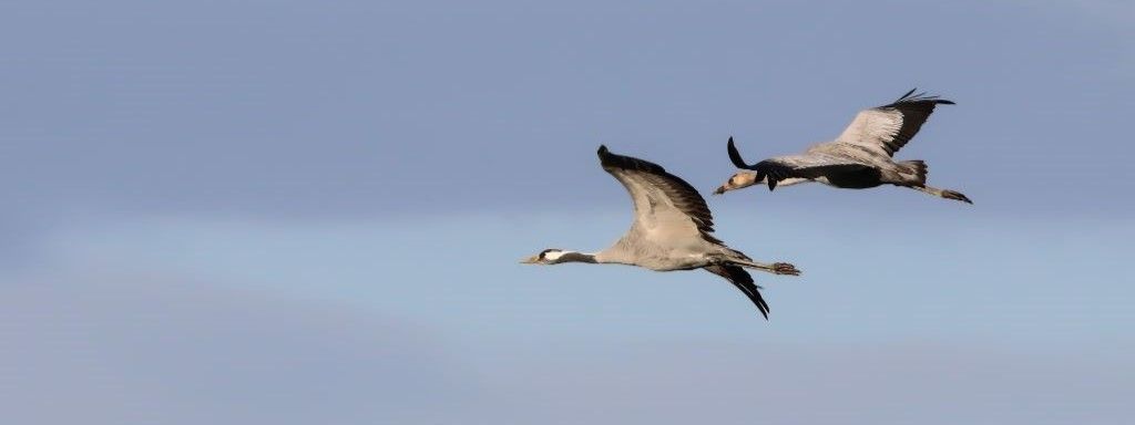 Crane migration is on 