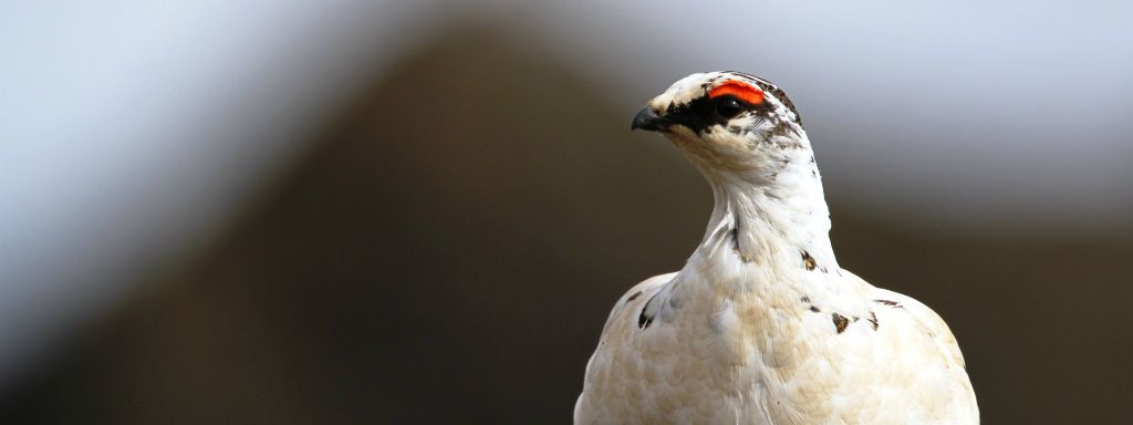 Chasse suspendue : le lagopède bénéficie d'un répit