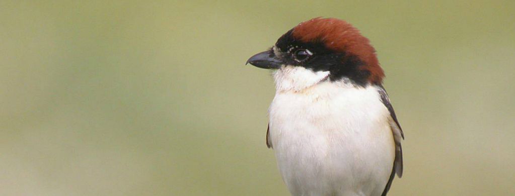 Rencontres Nationales Pies-grièches