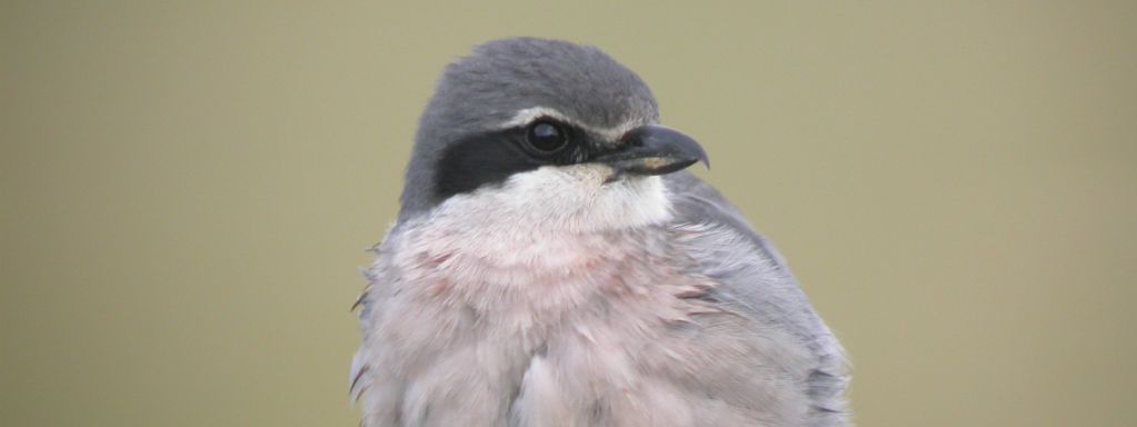 Rencontres Nationales du PNA Pies-grièches 