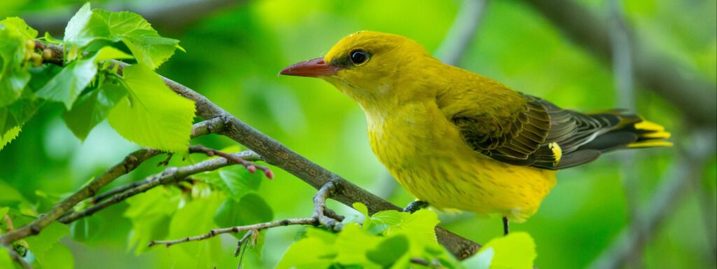 Retour migratoire du Loriot d'Europe